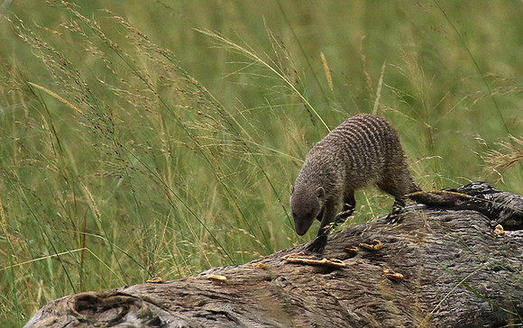 Banded mongoose - Grumeti Private Reserve