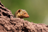 Dwarf mongoose - Serengeti - Grumeti Private Reserve