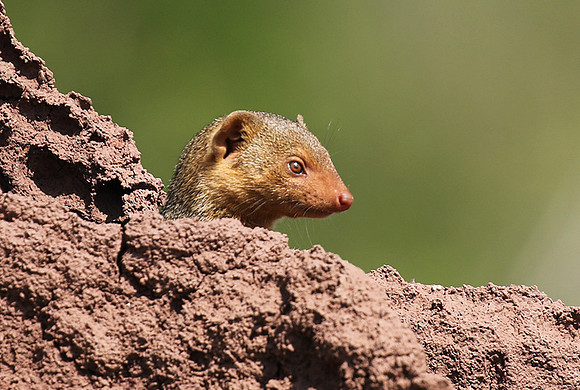 Dwarf mongoose - Serengeti - Grumeti Private Reserve