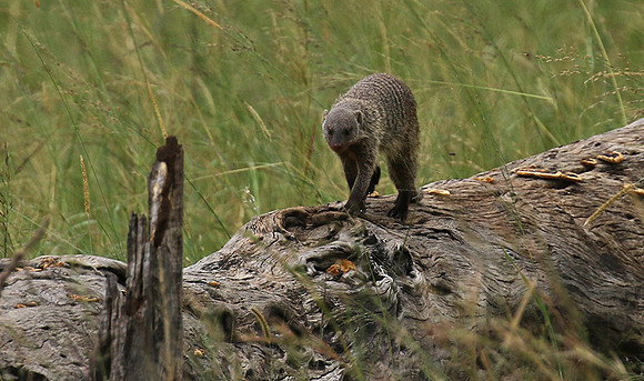 Banded mongoose - Grumeti Private Reserve