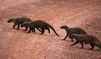 Banded mongoose - Grumeti Private Reserve