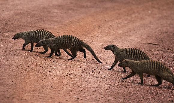 Banded mongoose - Grumeti Private Reserve