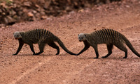 Banded mongoose - Grumeti Private Reserve