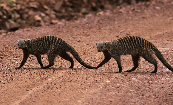 Banded mongoose - Grumeti Private Reserve