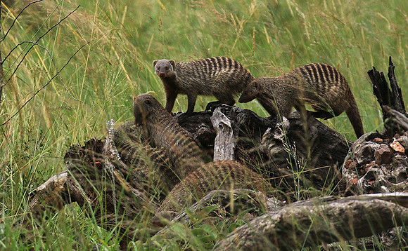 Banded mongoose - Grumeti Private Reserve