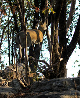 Malilangwe