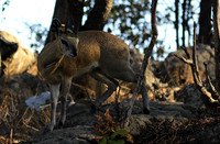 Malilangwe