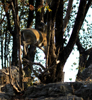 Malilangwe