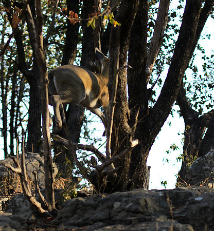 Malilangwe