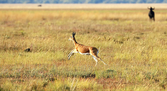 Liuwa Plain NP