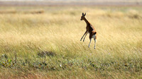 Liuwa Plain NP