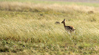 Liuwa Plain NP