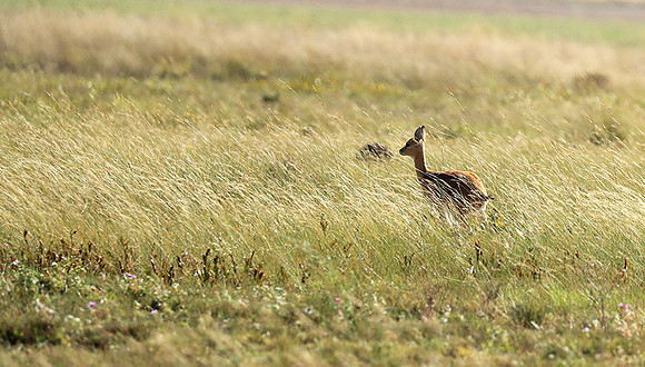 Liuwa Plain NP