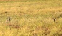 Liuwa Plain NP
