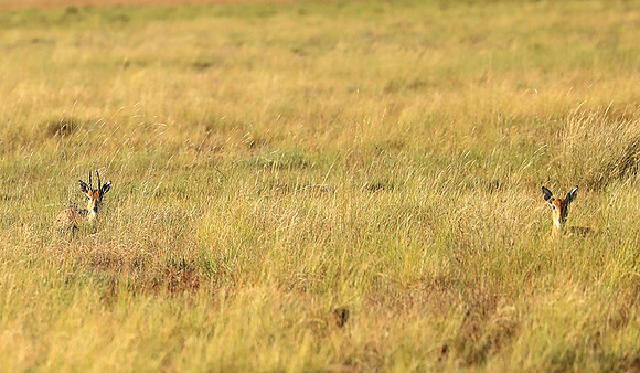 Liuwa Plain NP