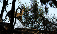Malilangwe