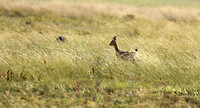 Liuwa Plain NP