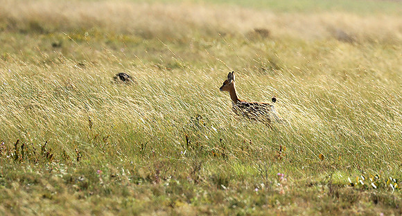 Liuwa Plain NP