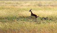 Liuwa Plain NP