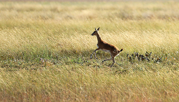 Liuwa Plain NP