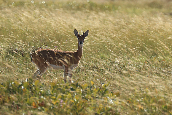 Liuwa Plain NP