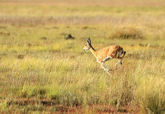 Liuwa Plain NP