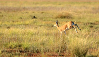 Liuwa Plain NP