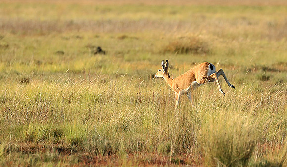 Liuwa Plain NP