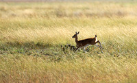 Liuwa Plain NP