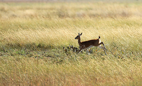 Liuwa Plain NP
