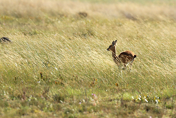 Liuwa Plain NP