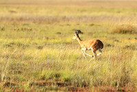 Liuwa Plain NP