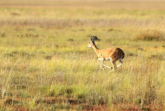 Liuwa Plain NP
