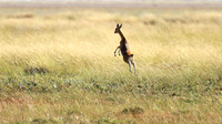 Liuwa Plain NP