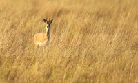 Liuwa Plain NP