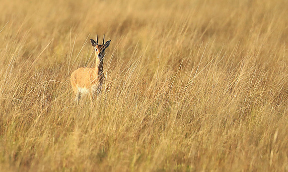 Liuwa Plain NP