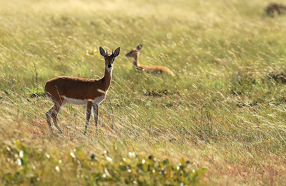 Liuwa Plain NP