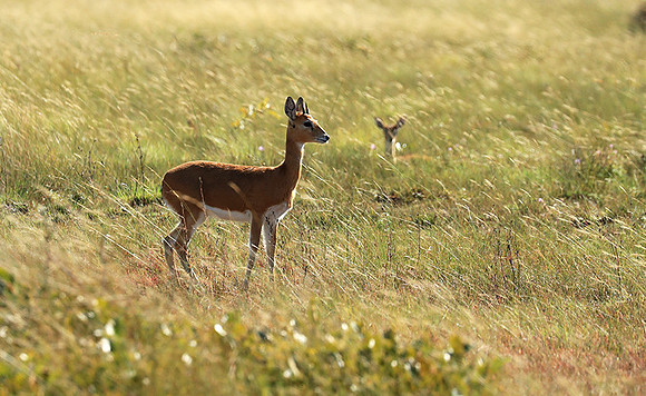 Liuwa Plain NP