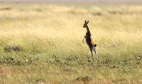 Liuwa Plain NP