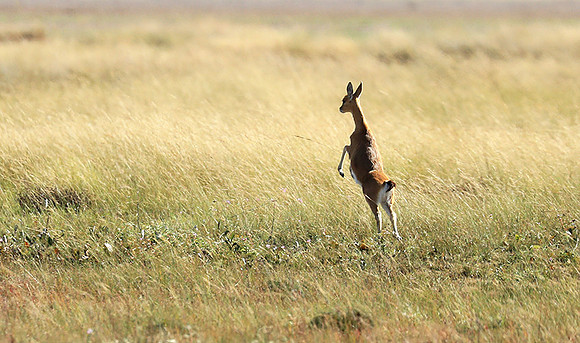 Liuwa Plain NP