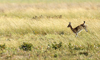 Liuwa Plain NP
