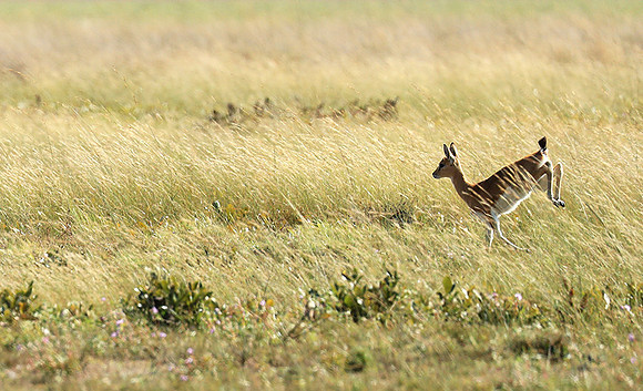 Liuwa Plain NP