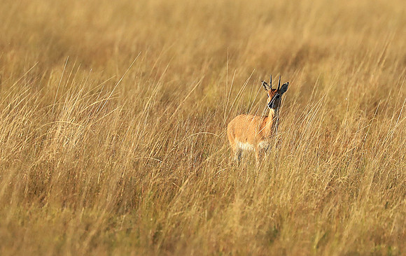 Liuwa Plain NP