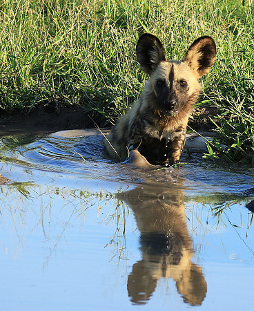 At Londolozi game reserve