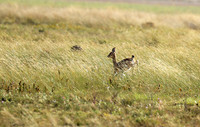 Liuwa Plain NP