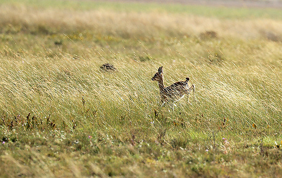 Liuwa Plain NP
