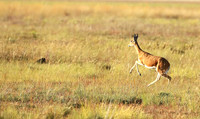 Liuwa Plain NP