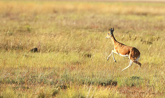 Liuwa Plain NP