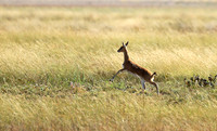 Liuwa Plain NP