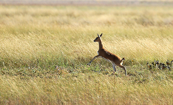 Liuwa Plain NP